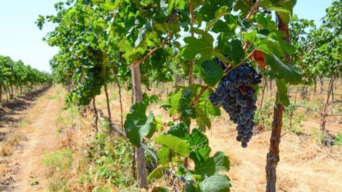 vinicolas vale do são francisco
